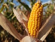 وال استریت ژورنال: آمریکا را با بحران غذایی مواجه می‌شود