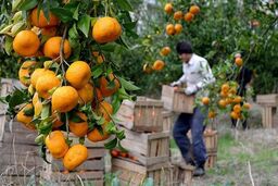 رفع محدودیت صادرات کیوی و مرکبات شمال؛ صادرات به هند و چین تسهیل شد
