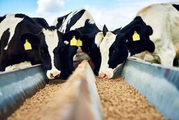 استفاده از سونوگرافی در کشتارگاه‌ها برای جلوگیری از حذف دام‌های مولد