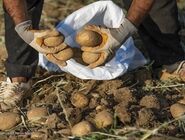 قیمت سیب‌زمینی به 70 هزار تومان رسید