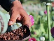 هشدار یک نماینده درباره افزایش کشت غیرقانونی خشخاش در برخی استان‌ها

