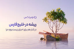 ریشه در خلیج فارس؛ مشارکت نوبیتکس در احیای جنگل‌های حرا