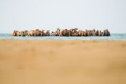 می‌خواهم شتر شوم/درباره عکسی از حمام شترها در خلیج فارس