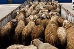 ثبات قیمت گوسفند در میانگین کشوری؛ جزئیات نرخ دام زنده در تهران، فارس و یزد + جدول استان‌ها