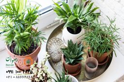 15 تا از زیباترین و بهترین گل های آپارتمانی