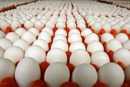 تخم مرغ ۴۰ درصد کمتر از قیمت تمام شده عرضه می‌شود