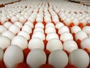 قیمت مرغ و تخم مرغ پایین‌تر از نرخ کشور!