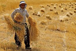 ۷۰۰ تن گندم احتکاری در دزفول کشف شد