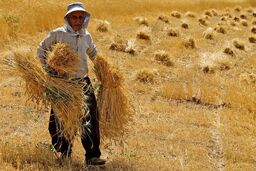 پرداخت بیش از ۳۲۰۰ میلیارد تومان از مطالبات گندمکاران